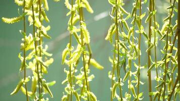 close-up branches of a weeping willow branches with fresh green spring goslings shaking in the wind, set against a background of blue lake water. tranquil and peaceful scene. slow motion. video