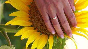 donna girasole campo donna agronomo e contadino ispezionare coltivato girasoli a tramonto, avvicinamento di femmina mano su piantagione nel agricolo Ritaglia gestione concetto. lento movimento video