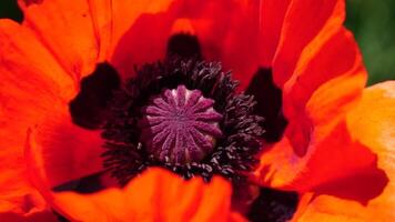 rot Mohn Blume Kopf schließen oben von Blütenblatt. Mohnblumen im das Wiese wild Mohn Feld, schwingen durch Wind. Makro. Nahansicht von blühen Mohn. Lichtung von rot Mohn. Sanft Fokus verwischen. Papaver sp. video