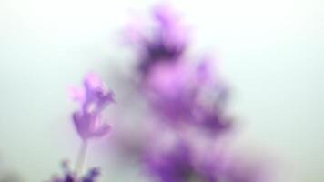 lavanda i campi con fragrante viola fiori fioritura a tramonto. lussureggiante lavanda cespugli nel infinito righe. biologico lavanda olio produzione nel Europa. giardino aromaterapia. lento movimento, vicino su video