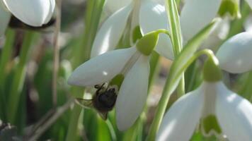 ape impollina bucaneve durante presto primavera nel foresta. bucaneve, fiore, primavera. miele ape, api mellifera visitare primo bucaneve su presto molla, segnalazione fine di inverno. lento movimento, vicino su video