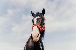 joven contento mujer en sombrero con su caballo en noche puesta de sol ligero. al aire libre fotografía con Moda modelo muchacha. estilo de vida humor. concepto de al aire libre equitación, Deportes y recreación. foto