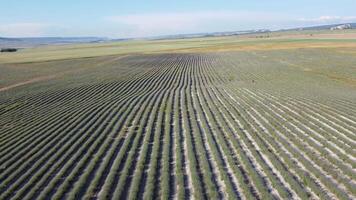 Aerial Lavender fields. Endless rows of blooming lavender fields on summer sunset time. Lavender Oil Production. Field with lavender rows. Aromatherapy. Relax. video