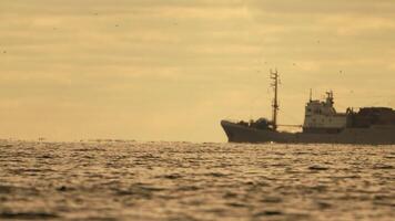 abstrakt Meer Ozean Sonnenuntergang Natur Hintergrund mit Möwen und Angeln Boot Trawler fängt Fisch während Segeln auf Meer beim Horizont im Entfernung segeln zu Fang Schule von Fisch auf Ruhe Meer Oberfläche im Sommer. video