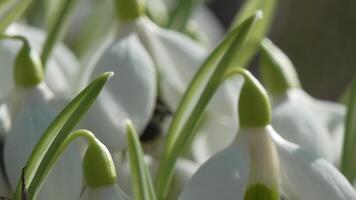 gotas de neve, flor, Primavera. branco snowdrops flor dentro jardim, cedo primavera, sinalização fim do inverno. video
