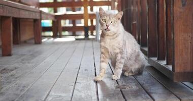 grijs kleur kat zittend Aan een stoel Bij Istanbul cafe straat video