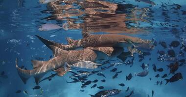 Close up view of group of Nurse sharks with tropical fishes underwater in blue sea. Slow motion video