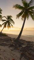 eerste persoon visie visie met kokosnoot palmen bomen O strand in Seychellen en zonsondergang. verticaal beeldmateriaal video