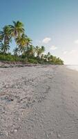 en marchant premier vue la personne sur tropical plage avec noix de coco paumes sur ensoleillé journée. verticale métrage video