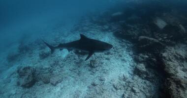 grande Tigre tiburón nadando en azul océano. buceo con Tigre tiburones en Maldivas video