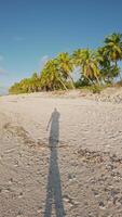 a piedi primo Visualizza persona su tropicale spiaggia con Noce di cocco palme su soleggiato giorno. verticale metraggio video