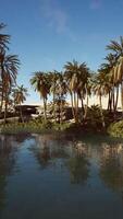 palmbomen bloeien rond een plas water in een park in de palmwoestijn video