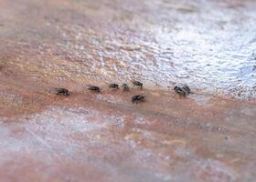 rebaño de mosca oliendo en piso en casa foto