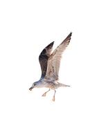 Big white seagull flying swoop and eating bread on background photo