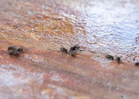 rebaño de mosca oliendo en piso en casa foto