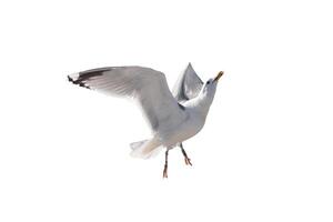 White Seagull soaring on white background photo