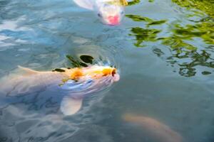 naranja koi peces nishikigoi nadando en estanque con comiendo alimentar foto