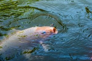 Orange Koi fish nishikigoi swimming in pond with eating feed photo