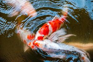 rebaño de koi pescado nishikigoi lucha comiendo alimentar en estanque foto