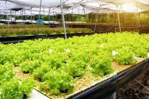 agricultura orgánico planta verde roble lechuga en plantación foto