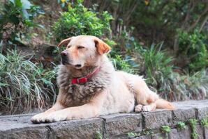 Big fluffy dog lying on edge wall photo