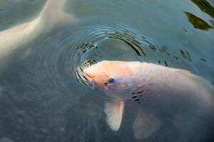 Orange Koi fish nishikigoi swimming in pond with eating feed photo