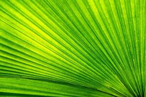 Close-up green leaf of palm tree texture photo