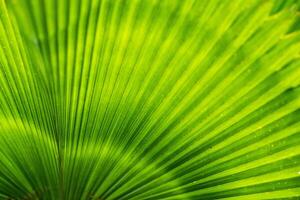 Close-up green leaf of palm tree texture photo