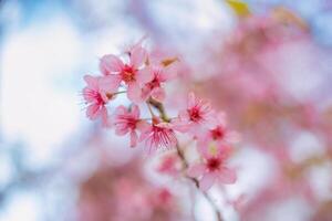 Wild himalayan cherry tree with pink flower blooming in springtime on agriculture field photo