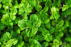 Lush foliage of organic peppermint, Mint leaves in nature photo