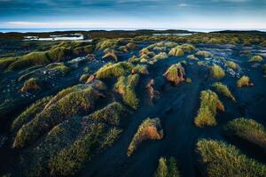 Landscape of clump of grass on black sand beach in Vestrahorn on Stokksnes peninsula at Iceland photo