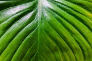 tropical verde hoja monocotiledónea naturaleza antecedentes foto