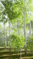 Sunrise or sunset in a spring birch forest with rays of sun shining video