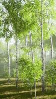 lever ou coucher de soleil dans une forêt de bouleaux au printemps avec des rayons de soleil qui brillent video