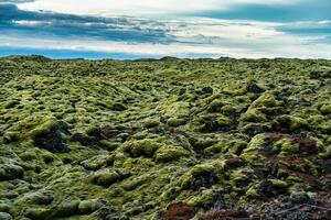 Green lava field with mossy covered at South of Iceland photo