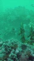 Colorful coral reef at the bottom of tropical sea video