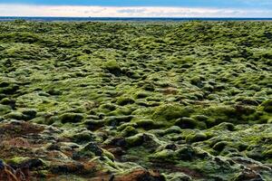 Green lava field with mossy covered at South of Iceland photo