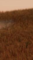 Gold Wheat Field at Sunset Landscape video