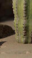 close up of Saguaro Cactus at the sand video