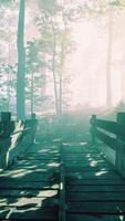 wooden bridge into forest with river video