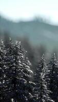 beau paysage d'hiver dans les montagnes video