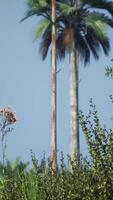 palmeras tropicales y hierba en un día soleado video