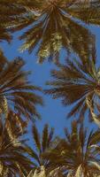 tropical palm trees from below video