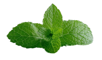 AI generated Fresh Mint Leaves png