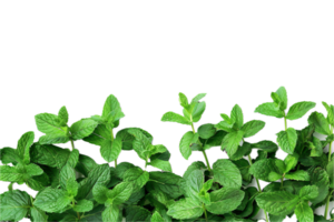 AI generated Fresh Mint Leaves png