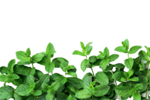 ai généré Frais menthe feuilles png