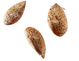 AI generated Almond Nuts Floating png