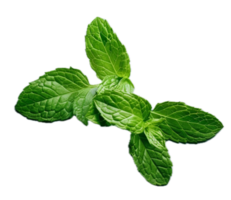 AI generated Fresh Mint Leaves png