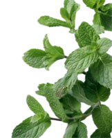 AI generated Fresh Mint Leaves png