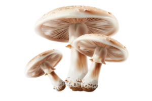 AI generated Fresh Mushrooms Floating png